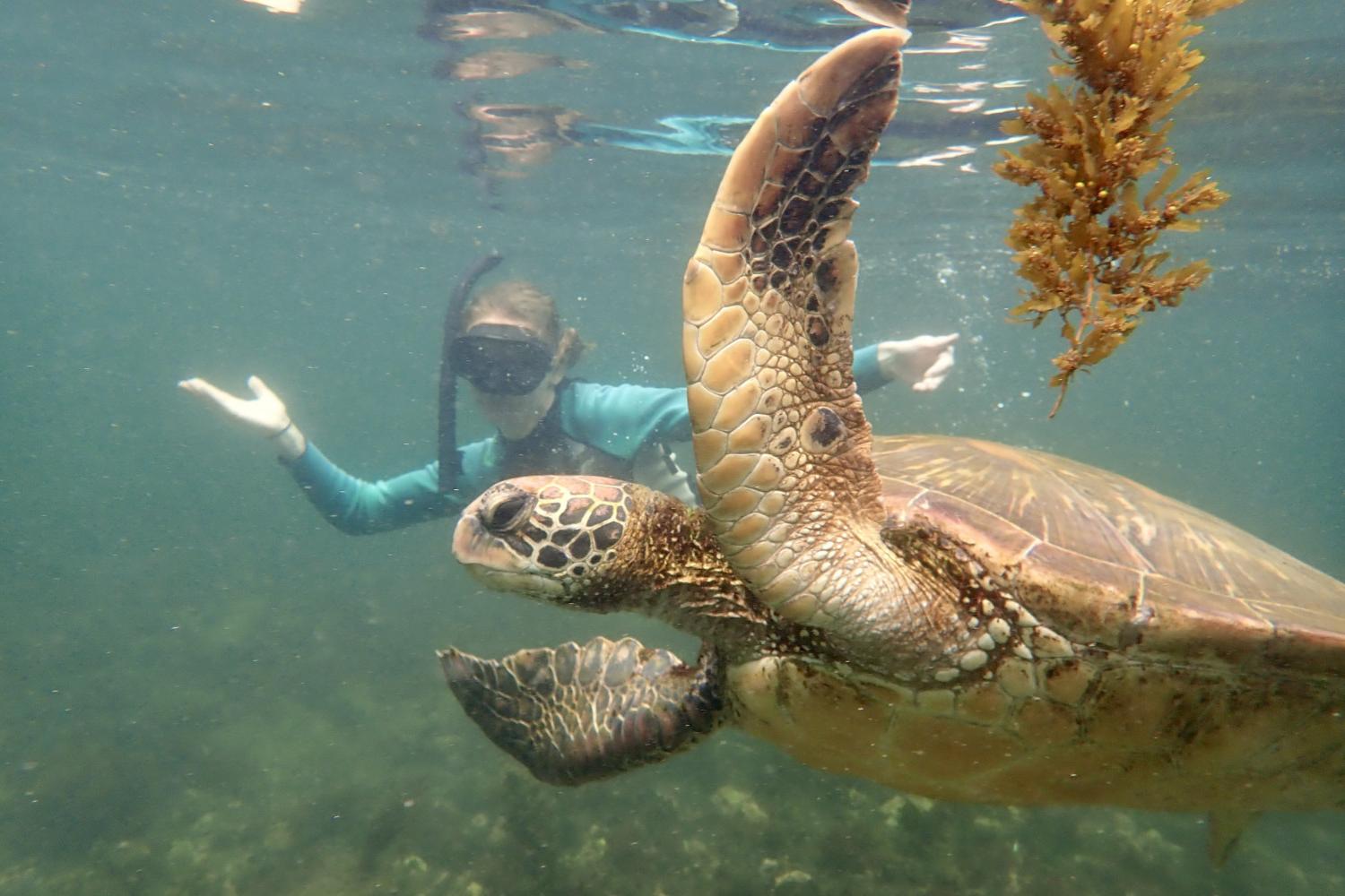 一名<a href='http://ihpe.hatchingit.com/'>全球十大赌钱排行app</a>学生在Galápagos群岛游学途中与一只巨龟游泳.